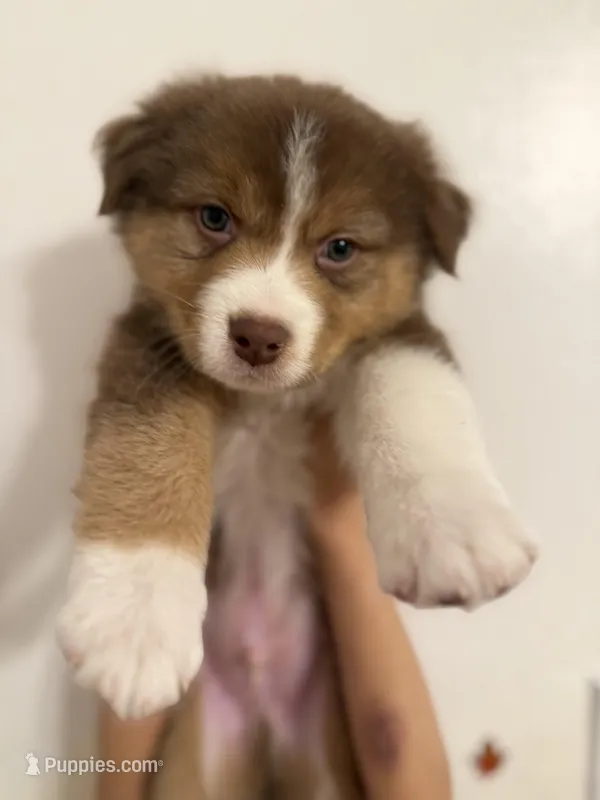 Ranger – Australian Shepherd puppy for sale in Whitestone, NY
