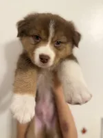 Ranger, a male Australian Shepherd for sale in Whitestone, NY – Photo 1 of 5