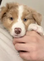 Laya, a female Australian Shepherd for sale in Whitestone, NY – Photo 1 of 7