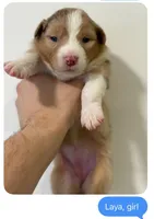 Laya, a female Australian Shepherd for sale in Whitestone, NY – Photo 5 of 7