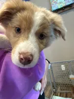 Laya, a female Australian Shepherd for sale in Whitestone, NY – Photo 4 of 7