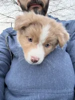 Laya, a female Australian Shepherd for sale in Whitestone, NY – Photo 2 of 7