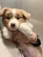 Laya, a female Australian Shepherd for sale in Whitestone, NY – Photo 3 of 7