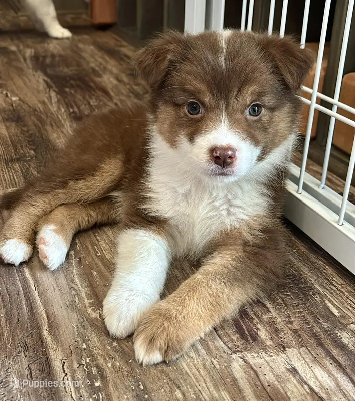 Everest – Australian Shepherd puppy for sale in Whitestone, NY