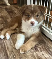 Everest, a female Australian Shepherd for sale in Whitestone, NY – Photo 1 of 4