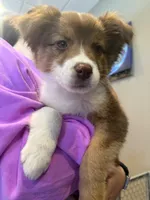 Everest, a female Australian Shepherd for sale in Whitestone, NY – Photo 2 of 4