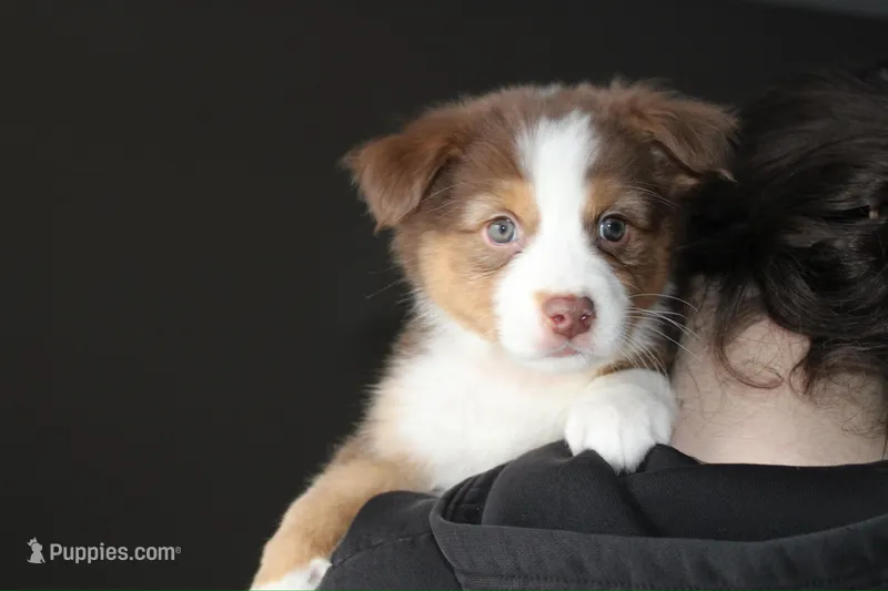 Sierra – Australian Shepherd puppy for sale in Whitestone, NY
