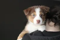 Sierra, a female Australian Shepherd for sale in Whitestone, NY – Photo 1 of 5