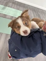 Sierra, a female Australian Shepherd for sale in Whitestone, NY – Photo 2 of 5