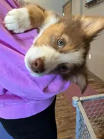 Sierra, a female Australian Shepherd for sale in Whitestone, NY – Photo 3 of 5