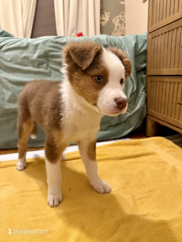 Kili – Australian Shepherd puppy for sale in Whitestone, NY