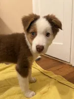 Kili, a male Australian Shepherd for sale in Whitestone, NY – Photo 2 of 6