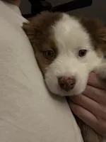 Kili, a male Australian Shepherd for sale in Whitestone, NY – Photo 3 of 6