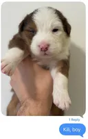 Kili, a male Australian Shepherd for sale in Whitestone, NY – Photo 4 of 6