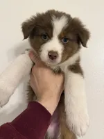 Koda, a male Australian Shepherd for sale in Whitestone, NY – Photo 2 of 6