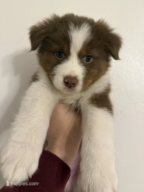 Koda – Australian Shepherd puppy for sale in Whitestone, NY