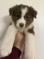 Koda, a male Australian Shepherd for sale in Whitestone, NY – Photo 1 of 6