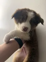 Koda, a male Australian Shepherd for sale in Whitestone, NY – Photo 3 of 6