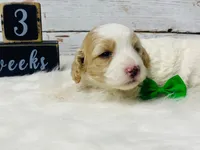 Valor, a male Cavapoo for sale in Nixa, MO – 5 of 5