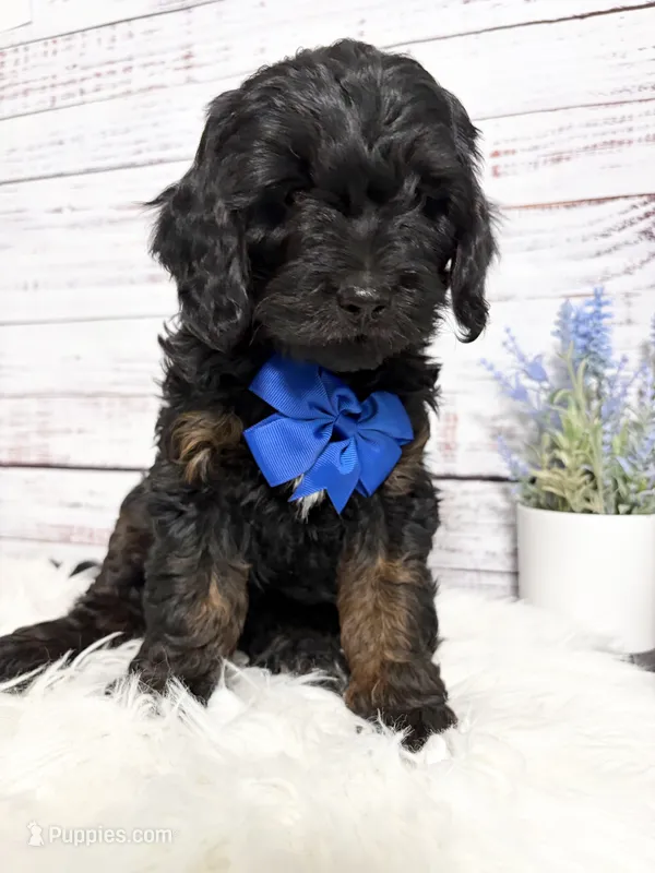 Carl – Cavapoo puppy for sale in Nixa, MO