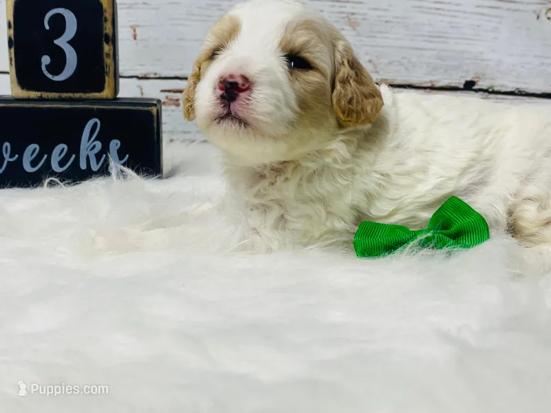 Valor – Cavapoo puppy for sale in Nixa, MO