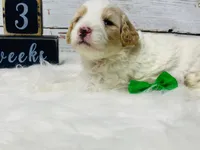 Valor, a male Cavapoo for sale in Nixa, MO – 1 of 5