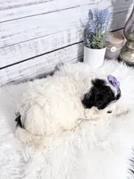Delphine- mini , a female Sheepadoodle for sale in Nixa, MO – 2 of 2
