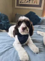 Sherman , a male Cavapoo for sale in Nixa, MO – Photo 1 of 2