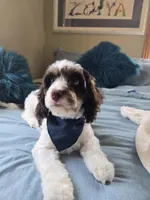 Sherman , a male Cavapoo for sale in Nixa, MO – Photo 2 of 2