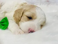 Valor, a male Cavapoo for sale in Nixa, MO – 2 of 5