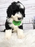 Romeo- 2 year guarantee , a male Sheepadoodle for sale in Nixa, MO – 5 of 5