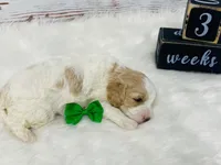 Valor, a male Cavapoo for sale in Nixa, MO – 4 of 5