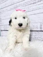 Dove- mini, a female Sheepadoodle for sale in Nixa, MO – 4 of 5