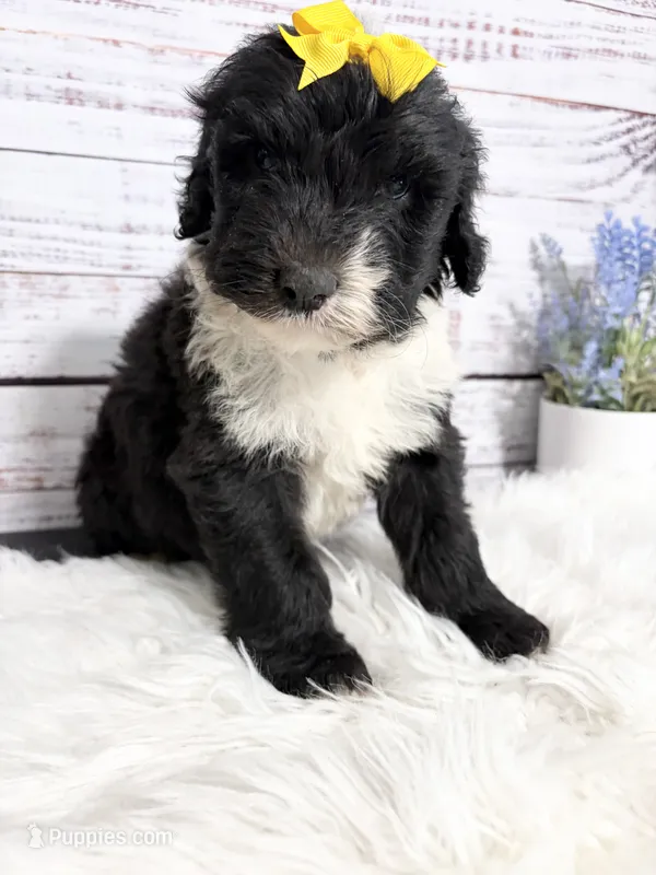 Juliet – Sheepadoodle puppy for sale in Nixa, MO
