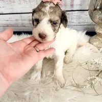 2 year guarantee , a female Sheepadoodle for sale in Nixa, MO – 1 of 1