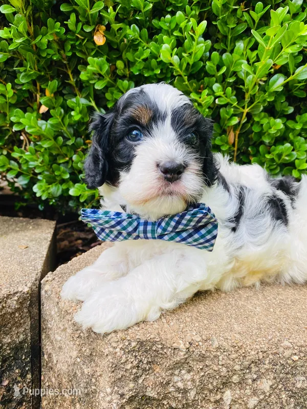 Barney  – Cavapoo puppy for sale in Nixa, MO
