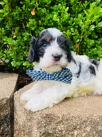 Barney , a male Cavapoo for sale in Nixa, MO – 1 of 8
