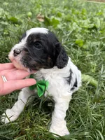 Barney , a male Cavapoo for sale in Nixa, MO – 8 of 8