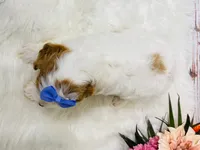 Aunt Bee- genetic tested , a female Cavapoo for sale in Nixa, MO – 5 of 5