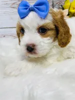 Aunt Bee- genetic tested , a female Cavapoo for sale in Nixa, MO – 4 of 5