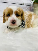 Opie - 2year guarantee, a male Cavapoo for sale in Nixa, MO – 2 of 5
