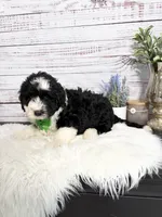 Romeo- 2 year guarantee , a male Sheepadoodle for sale in Nixa, MO – 4 of 5