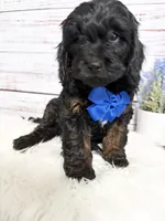 Carl, a male Cavapoo for sale in Nixa, MO – 2 of 2