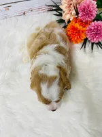 Opie - 2year guarantee, a male Cavapoo for sale in Nixa, MO – 4 of 5