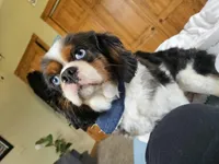 George, a male Cavalier King Charles Spaniel for sale in Nixa, MO – Photo 1 of 4
