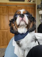 George, a male Cavalier King Charles Spaniel for sale in Nixa, MO – Photo 3 of 4