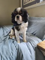 George, a male Cavalier King Charles Spaniel for sale in Nixa, MO – Photo 4 of 4