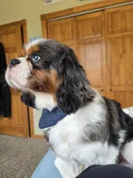 George, a male Cavalier King Charles Spaniel for sale in Nixa, MO – Photo 2 of 4