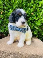 Barney , a male Cavapoo for sale in Nixa, MO – 4 of 8
