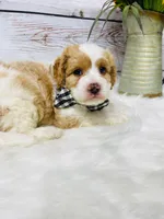 Opie - 2year guarantee, a male Cavapoo for sale in Nixa, MO – 3 of 5